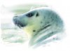 zeehond lr